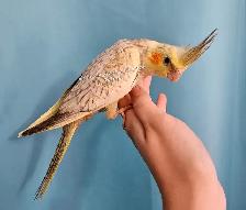 Bébé cockatiel - Photo 2