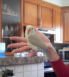 beaux bébés inséparables roseicollis nourrient à la main - Photo 3