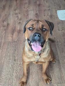 cane corso mélanger avec rotweiler - Photo 2