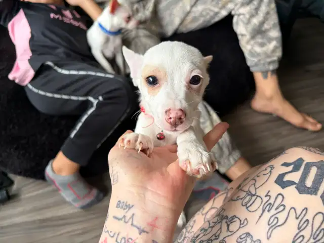 Tiny Purebred Chihuahua Puppies Vaccinated & Ready