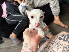 Tiny Purebred Chihuahua Puppies Vaccinated & Ready