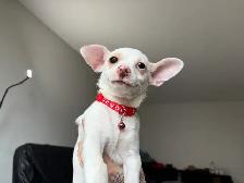 Tiny Purebred Chihuahua Puppies Vaccinated & Ready - Photo 2