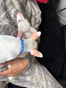 Tiny Purebred Chihuahua Puppies Vaccinated & Ready - Photo 3