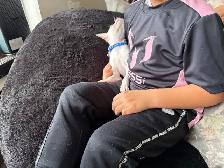 Tiny Purebred Chihuahua Puppies Vaccinated & Ready - Photo 4