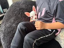 Tiny Purebred Chihuahua Puppies Vaccinated & Ready - Photo 5