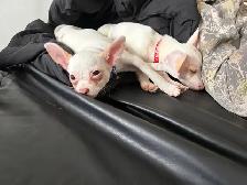 Tiny Purebred Chihuahua Puppies Vaccinated & Ready - Photo 6