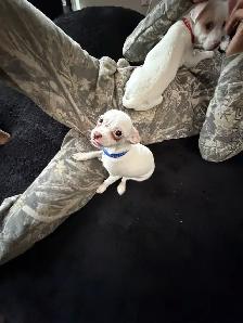 Tiny Purebred Chihuahua Puppies Vaccinated & Ready - Photo 7