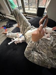 Tiny Purebred Chihuahua Puppies Vaccinated & Ready - Photo 8