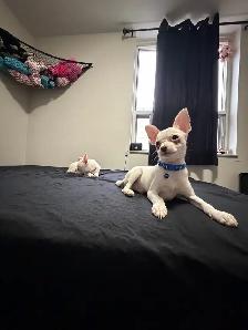 Tiny Purebred Chihuahua Puppies Vaccinated & Ready - Photo 9