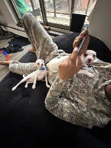 Tiny Purebred Chihuahua Puppies Vaccinated & Ready - Photo 10