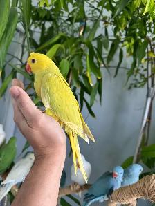 Indian ringneck babies (lacewing), - Photo 10