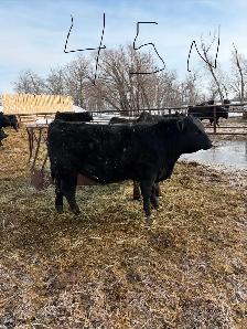 Black Angus Bulls - Photo 2