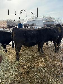Black Angus Bulls - Photo 3