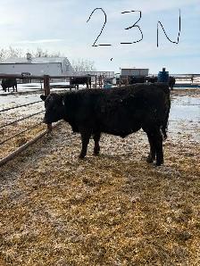 Black Angus Bulls - Photo 4