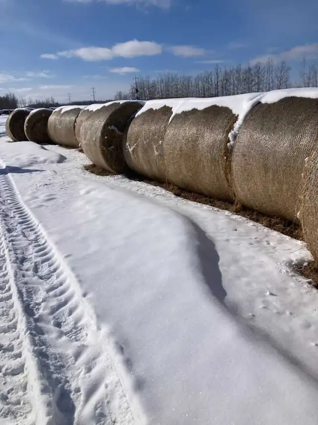 Hay For Sale (2025 crop)