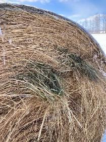 Hay For Sale (2025 crop) - Photo 2