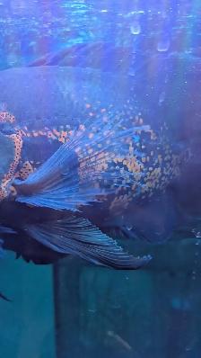 Oscar Adult - Photo 2