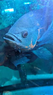 Oscar Adult - Photo 3