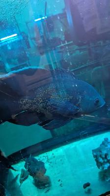 Oscar Adult - Photo 4