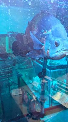 Oscar Adult - Photo 5