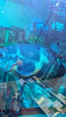 Oscar Adult - Photo 6