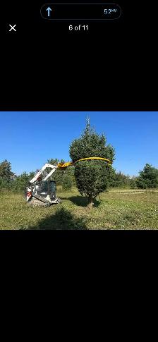 Trees for sale evergreen and decidious - Photo 2