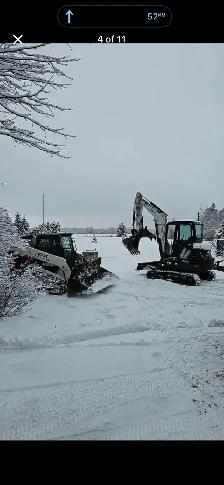 Trees for sale evergreen and decidious - Photo 3