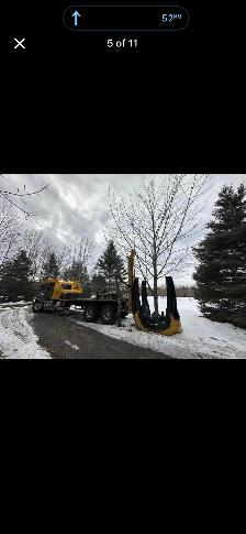 Trees for sale evergreen and decidious - Photo 4