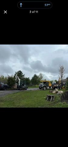 Trees for sale evergreen and decidious - Photo 5