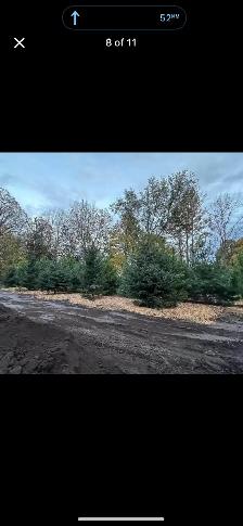 Trees for sale evergreen and decidious - Photo 6