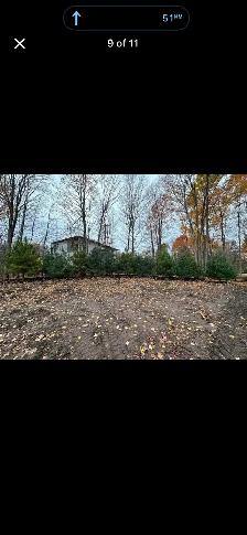 Trees for sale evergreen and decidious - Photo 7