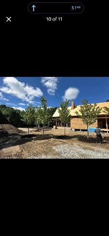 Trees for sale evergreen and decidious - Photo 8