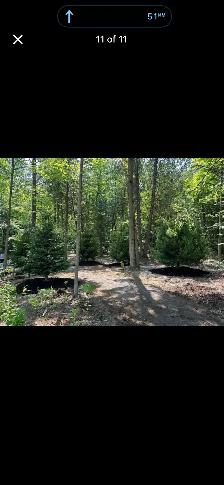 Trees for sale evergreen and decidious - Photo 9