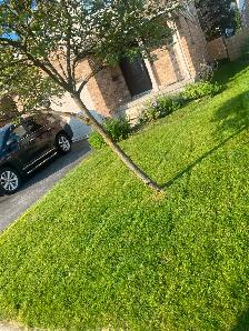 Spring Lawn Care Service – Kitchener/Waterloo/Cambridge - Photo 7