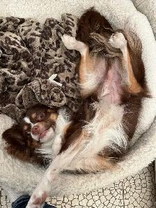 Chihuahua Long Hair - Photo 2