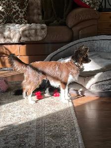 Chihuahua Long Hair - Photo 3