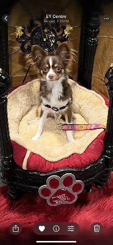 Chihuahua Long Hair - Photo 4