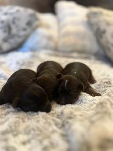 BEAUTIFUL YORKIES - Photo 4