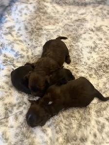 BEAUTIFUL YORKIES - Photo 8