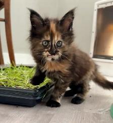 Purebred Maine Coon Kittens – Now Open for Reservation!