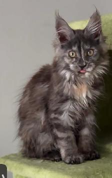 Purebred Maine Coon Kittens – Now Open for Reservation! - Photo 2
