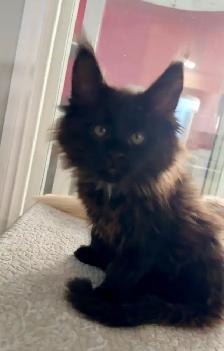 Purebred Maine Coon Kittens – Now Open for Reservation! - Photo 6