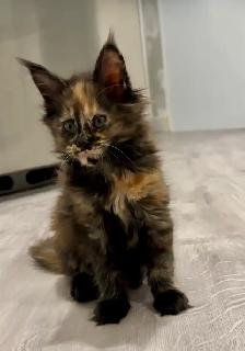 Purebred Maine Coon Kittens – Now Open for Reservation! - Photo 7