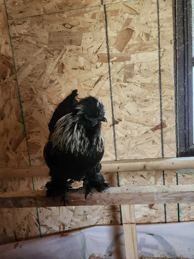 Silkie rooster for sale