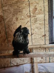 Silkie rooster for sale