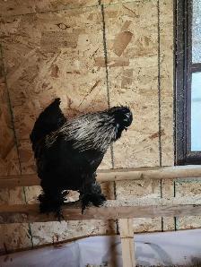 Silkie rooster for sale - Photo 2