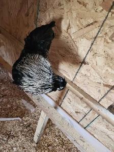 Silkie rooster for sale - Photo 3