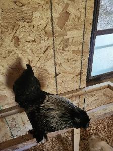 Silkie rooster for sale - Photo 4