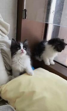 Siberian kittens - Photo 4