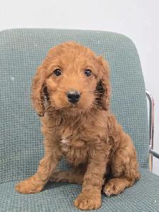 cockapoo - Photo 2